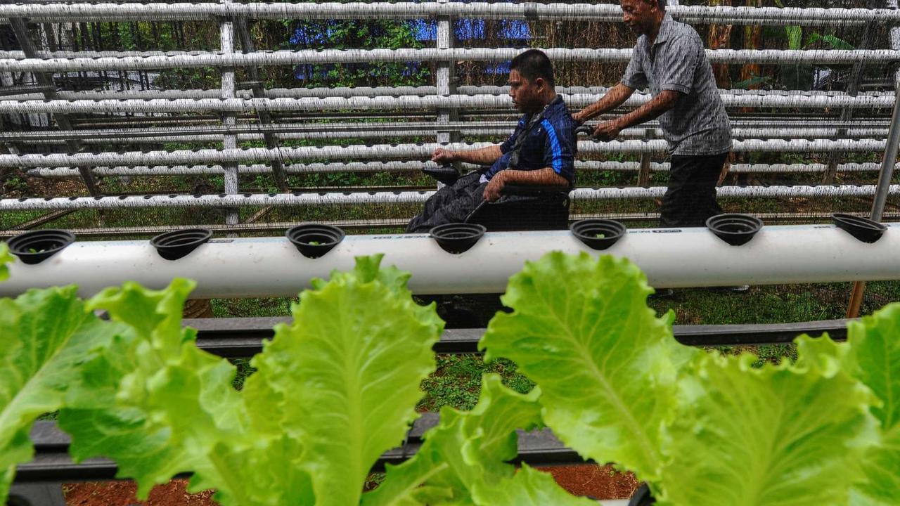Murid difabel panen selada air di kebun hidroponik YPAC