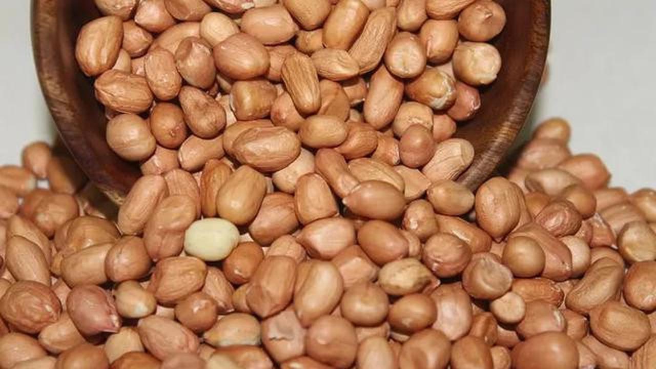 Ilustrasi kacang tanah.