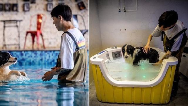 pria china bangun rumah mewah buat anjing (foto: china daily)