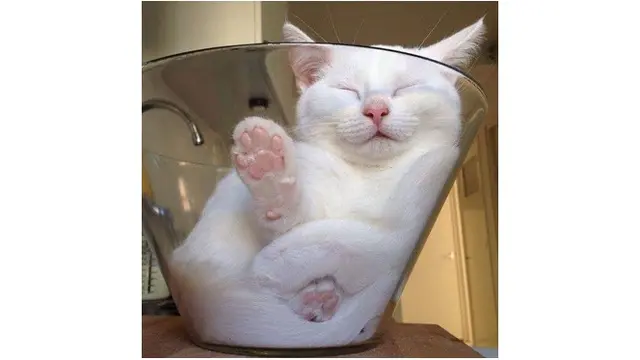 Pose Menggemaskan Kucing Saat Tidur Nyenyak Ini Kocak Banget
