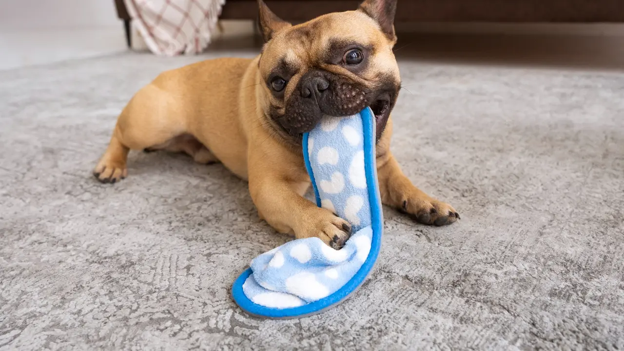 Puppy Biting