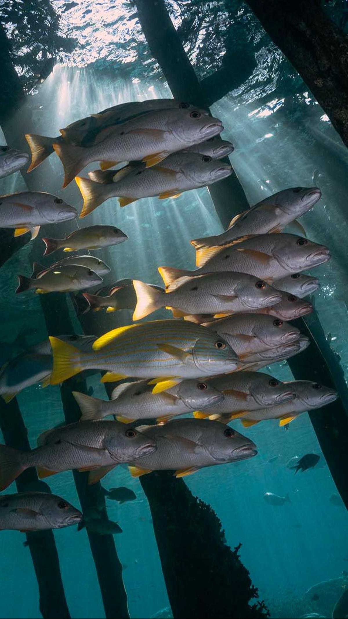 Destinasi ini memiliki kekayaan dan keunikan spesies yang tinggi dengan ditemukannya 1.318 jenis ikan, 699 jenis moluska (hewan lunak), dan 537 jenis terumbu karang. Lillian Suwanrumpha / AFP