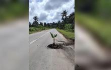 Dekat Rumah SBY, Warga Cikeas Demo Jalan Rusak Parah hingga Tanami Pohon Pisang di Tengah Jalan