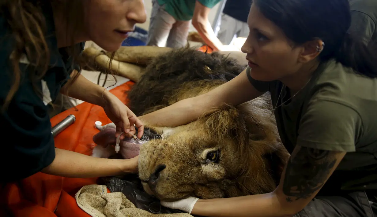 Petugas medis memegangi Samuni, singa delapan tahun saat akan menjalani pembedahan pengangkatan tumor dari perutnya di Ramat Gan Safari Zoo, Tel Aviv, Israel, Rabu (29/7/2015). (REUTERS/Baz Ratner)
