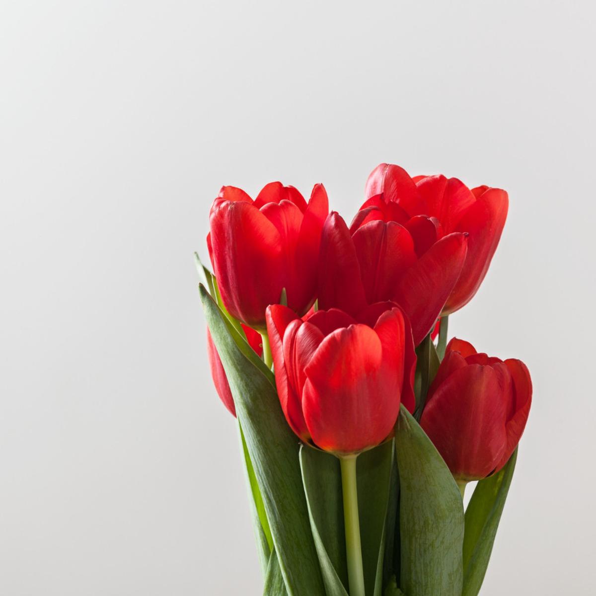 Red Tulips