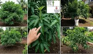 9 Penyebab Pohon Mangga Rajin Berdaun tapi Tidak Mau Berbuah, Kenali Masalahnya
