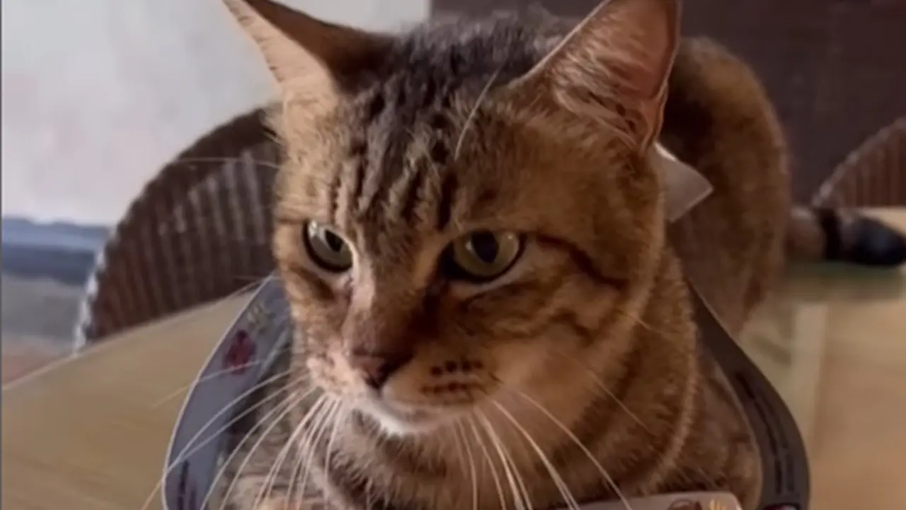 Kucing Anies Baswedan