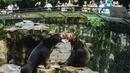 Kebun binatang menyebut bahwa itu memang beruang madu asli bukan orang yang menyamar jadi beruang. (STR / AFP)