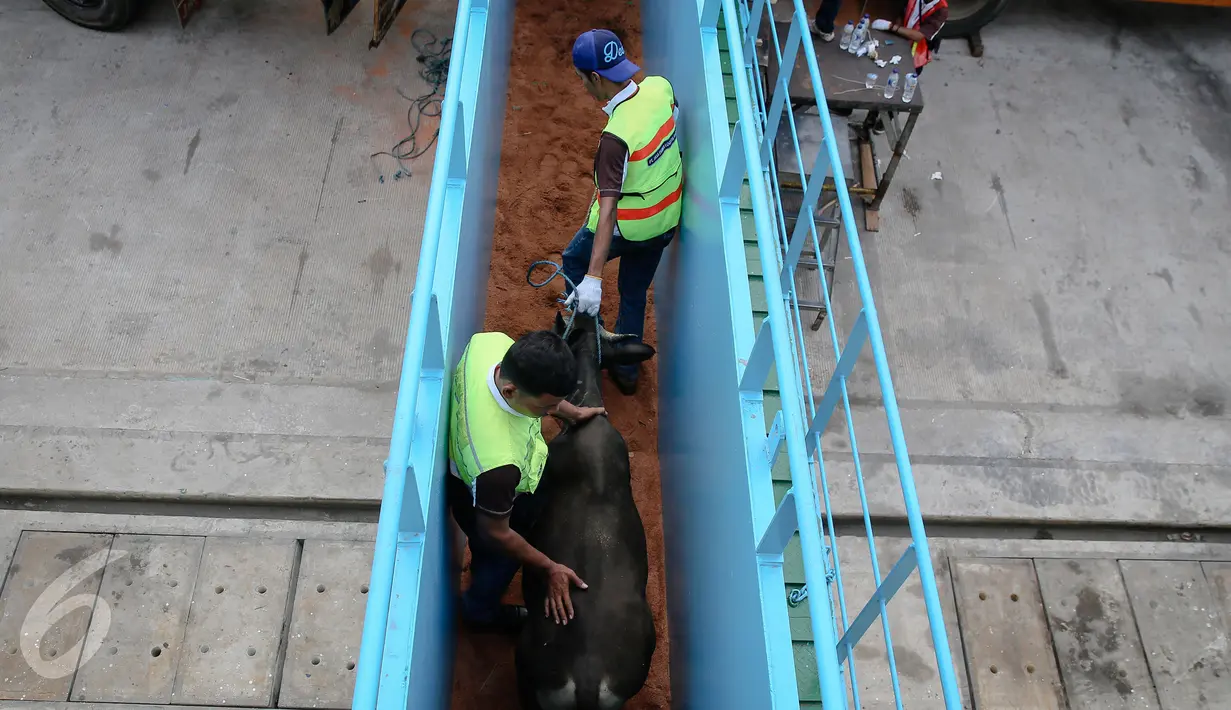 KM Camara Nusantara I di Dermaga 107 Pelabuhan Tanjung Priok, Jakarta, Jumat (11/12/2015). KM Camara Nusantara I membawa 353 ekor sapi asal NTT yang kemudian dibawa ke penampungan ternak Cibitung, Jakarta, Jumat (11/12/2015). (Liputan6.com/Faizal Fanani)