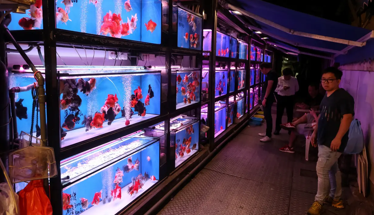 Seorang pria melihat ikan yang diletakkan dalam akuarium untuk dijual di pasar ikan Mong Kok, distrik Kowloon di Hong Kong pada 10 November 2018. Bisnis ikan hias di Hong Kong berkembang pesat selama 40 tahun terakhir. (VIVEK PRAKASH/AFP)
