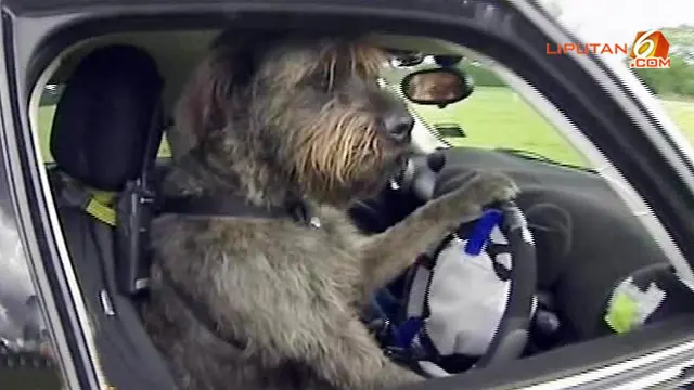 Wow, Anjing Bisa Nyetir Mobil