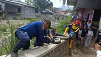 Teror Ular Sanca 4 Meter, Bersarang di Bawah Jembatan Sukabumi