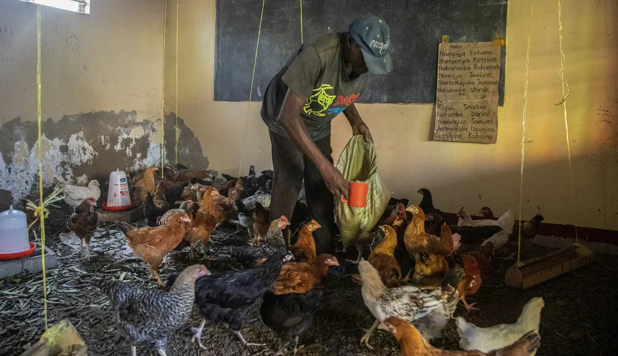Musa Kalema, mantan kepala sekolah di Cream Nursery and Primary School, merawat ayamnya di salah satu bekas ruang kelas setelah hampir dua tahun ditutupnya lembaga pendidikan akibat Covid-19, yang menyebabkan krisis uang tunai di Kampala, Uganda pada 10 Januari 2022. (Badru KATUMBA/AFP)