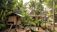 Cara Membuat Umbaran Ayam Ternak 10 Ekor: Alat dan Langkah Lengkap untuk Produktivitas Optimal