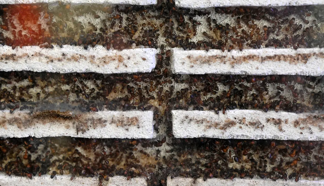 Koloni semut di dalam formikarium di toko hewan peliharaan "Just Ants" di Singapura pada 23 September 2020. Peternakan semut lebih umum di beberapa negara Barat, namun jarang terjadi di Singapura dan pengusaha bernama John Ye mencoba mengubah konotasi negatif terkait serangga. (Roslan RAHMAN/AFP)