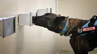 Seekor anjing pelacak mengikuti pelatihan eksperimental untuk mendeteksi Covid-19 melalui keringat, di Rumah Sakit Universitas Kampus Bio-medico di Roma pada 31 Maret 2021. Alberto PIZZOLI/AFP