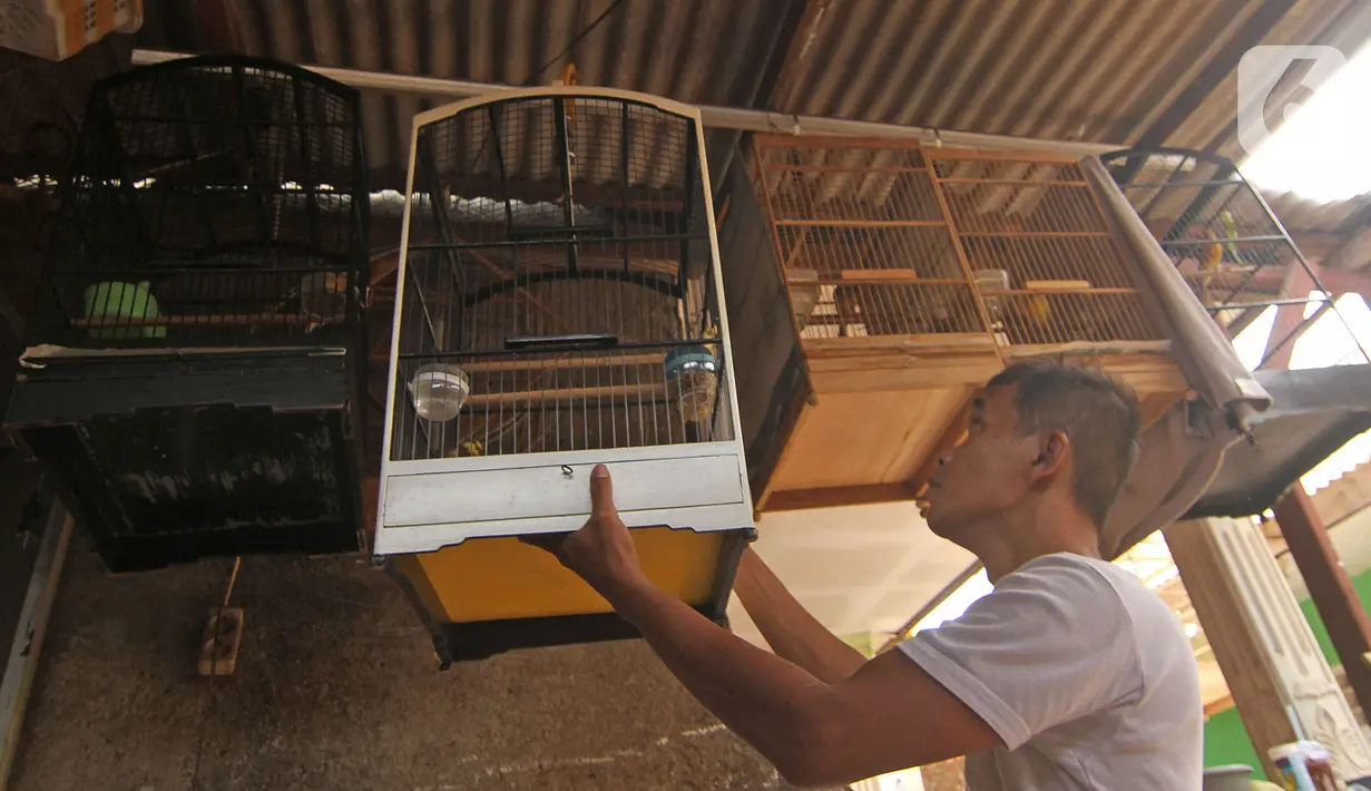 Perajin mengecek sangkar burung di YR Sangkar, Cimanggis, Depok, Jawa Barat, Rabu (17/3/2021). Perajin mengkatakan produksi sangkar burung yang dijual Rp 150 ribu hingga Rp 500 ribu per sangkar alami peningkatan penjualan 50 persen selama pandemi COVID-19. (Liputan6.com/Herman Zakharia)