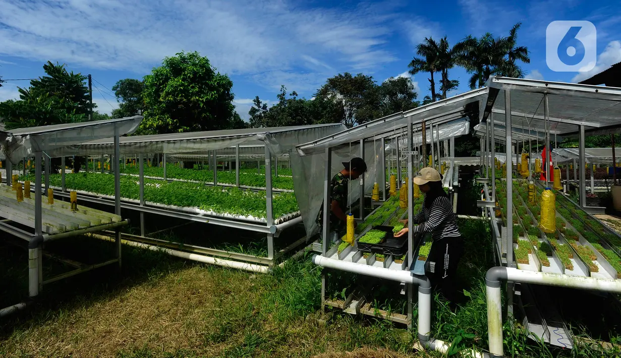 Aktivitas pekerja di Kebun Hidroponikita, Sawangan, Depok, Jawa Barat, Senin (20/2/2023). Kebun Hidroponikita yang sudah berjalan lebih dari satu tahun ini mampu menghasilkan 30-50 kilogram bayam per hari. (merdeka.com/Arie Basuki)