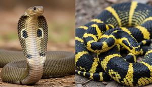 Ilustrasi Ular Cobra dan Weling. (Image by AI)