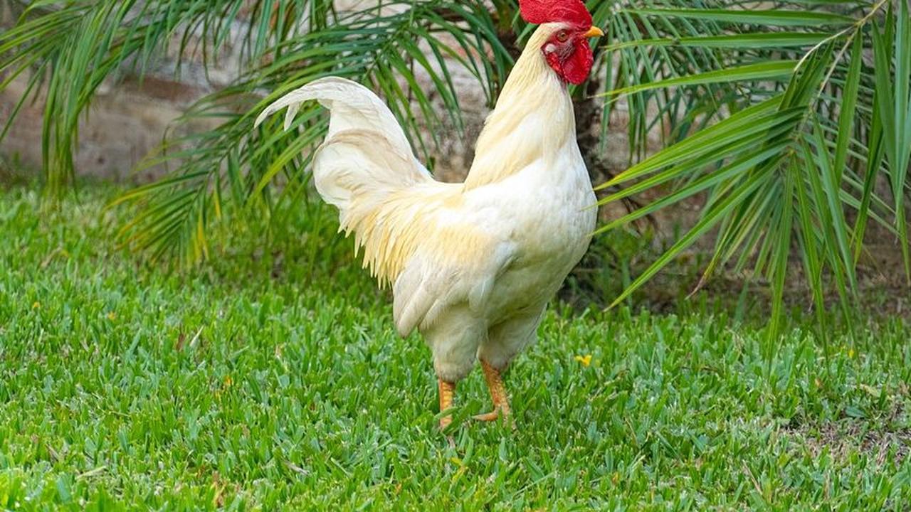 Maling yang Sedang Beraksi