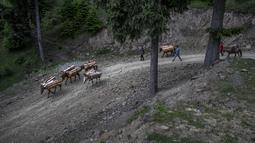 Penduduk desa Kashmir berjalan bersama kuda mereka membawa kayu yang dikumpulkan dari hutan terdekat di Tosamaidan barat daya Srinagar, Kashmir yang dikuasai India, Senin (21/6/2021).  Padang rumput Tosamaidan ini dulunya merupakan tempat tembak artileri tentara India. (AP Photo/Dar Yasin)