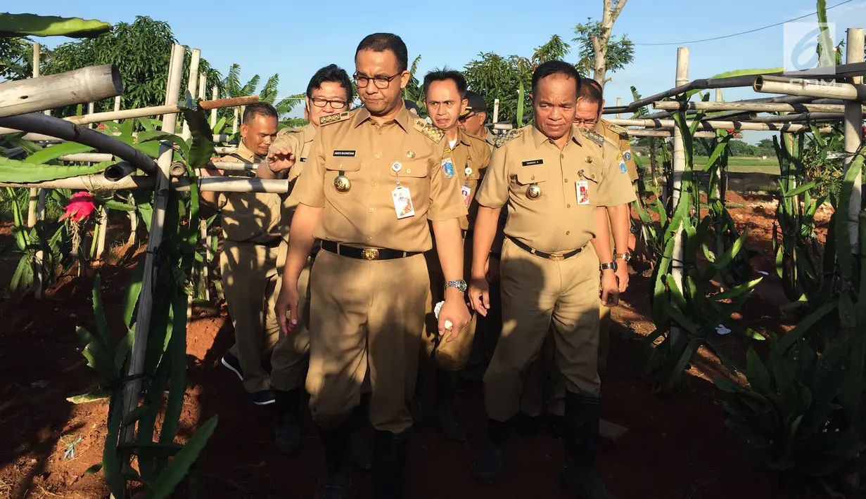 Gubernur DKI Jakarta, Anies Baswedan berjalan menyambangi kebun buah naga merah di area pertanian kawasan Cakung, Jakarta Timur, Selasa (23/1). Sebelumnya, Anies bak petani memakai caping dan arit untuk memanen padi. (Liputan6.com/Devira Prastiwi)