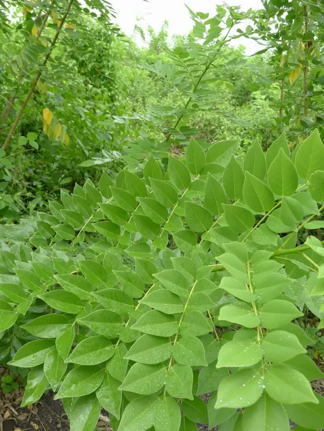 Gamal (Gliricidia sepium)
