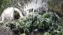 Es yang membeku di pohon dan tanaman di Calo Farms LLC di Panama City, Fla (3/1). Cuaca ekstrem yang melanda daerah di AS membuat petani menyemprotkan air ke tanaman untuk membantu melindungi dari suhu yang sangat dingin. (Patti Blake/News Herald via AP)
