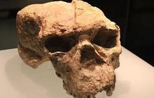 Asal Usul Tengkorak Misterius Ditemukan di China Terungkap, Ternyata Milik 'Manusia Naga' yang Hidup 1 Juta Tahun Lalu