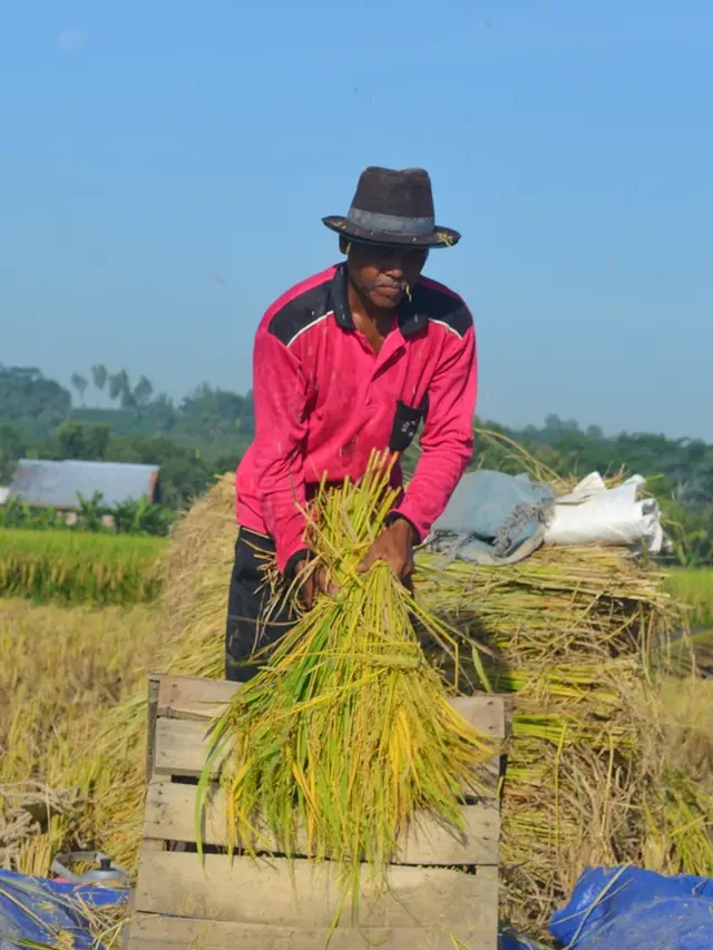 Panen padi. (Foto: Liputan6.com/Muhamad Ridlo)