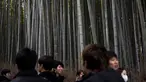 Wisatawan mengunjungi Hutan Bambu Sagano di Arashiyama, Kyoto, Jepang pada 8 Desember 2018. Berada tidak jauh dari pusat kota Kyoto, hutan ini menjulang tinggi di tengah-tengah kota. (Behrouz MEHRI / AFP)