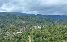 Hutan Hujan Tropis Diakui UNESCO, Kini Kondisinya Nyaris Habis di Tangan Perambah