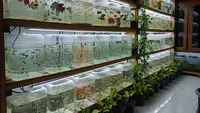 6 Peluang Usaha Ikan Hias dari Media Galon Bekas yang Minim Modal Sedikit Pesaing