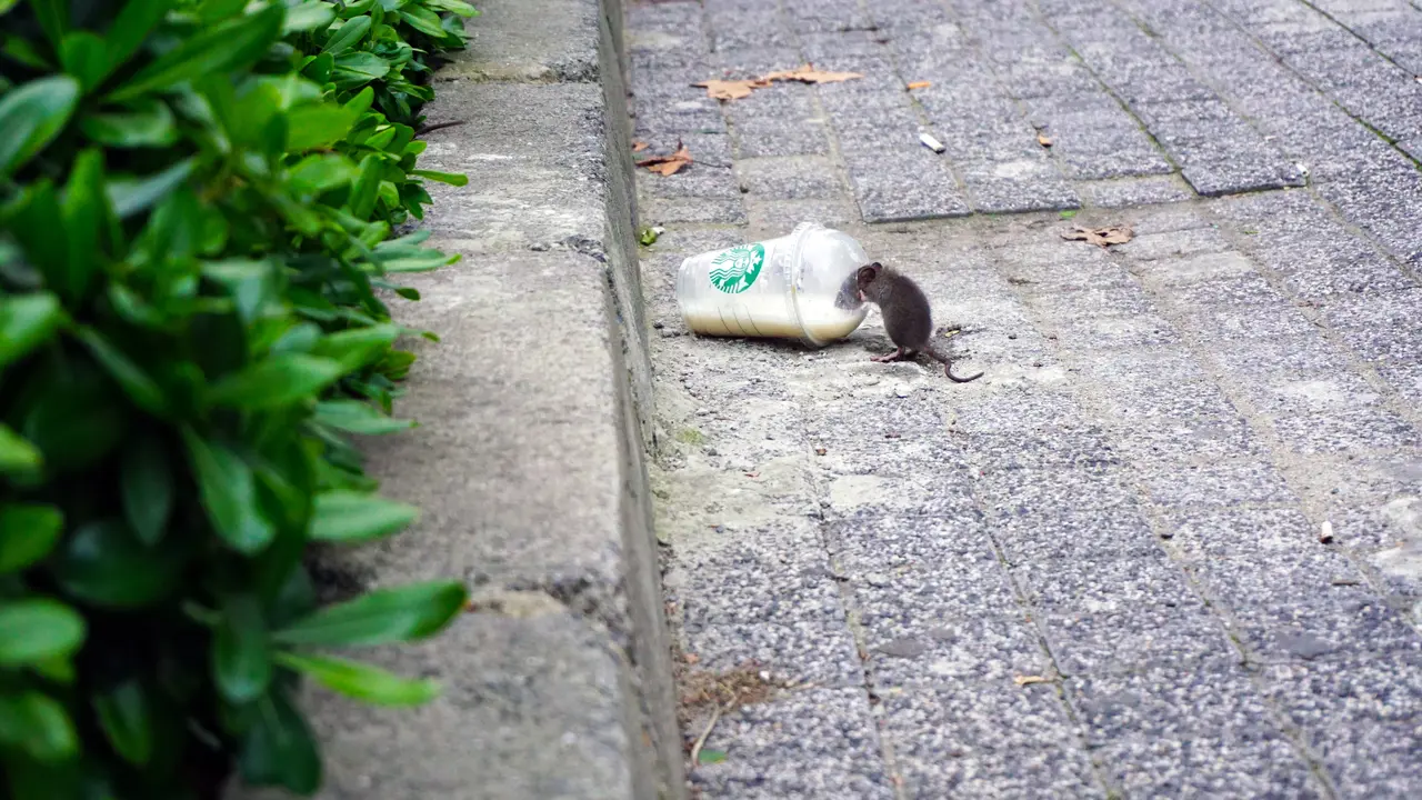 Tikus/Unsplash Mert Guller