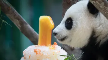 Seekor panda betina (tanpa nama) yang lahir di kebun binatang Malaysia tahun lalu melihat kue ulang tahun Ice-nya pada ulang tahun pertamanya di Kebun Binatang Nasional di Kuala Lumpur, Malaysia (14/1). (AP Photo/Vincent Thian)