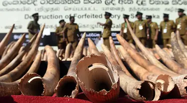 Petugas bea cukai Sri Lanka berjalan dekat tumpukan gading gajah dari Afrika sebelum dimusnahkan di Kolombo (26/1/2016). Sri Lanka menghancurkan 359 buah gading yang disita di pelabuhan Colombo Mei 2012. (AFP PHOTO/Ishara S. KODIKARA)