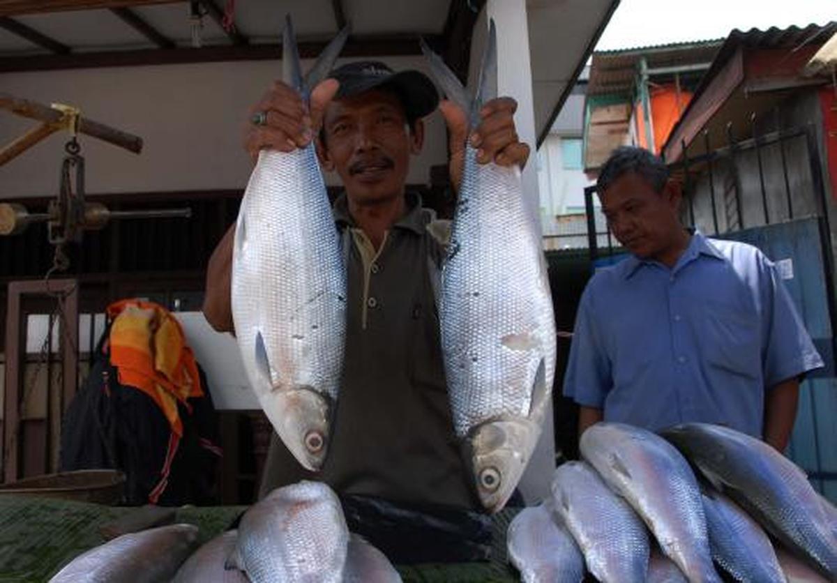 Jelang Imlek, harga Ikan Bandeng mengalami kenaikan