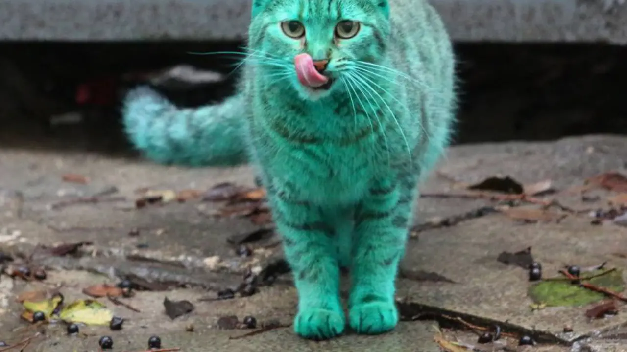 Moggy, kucing hijau unik yang telah dicuci (metro.co.uk)