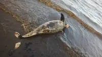 Bangkai dugong yang terdampar di pantai Kota Dumai (Liputan6.com/Istimewa/M Syukur)