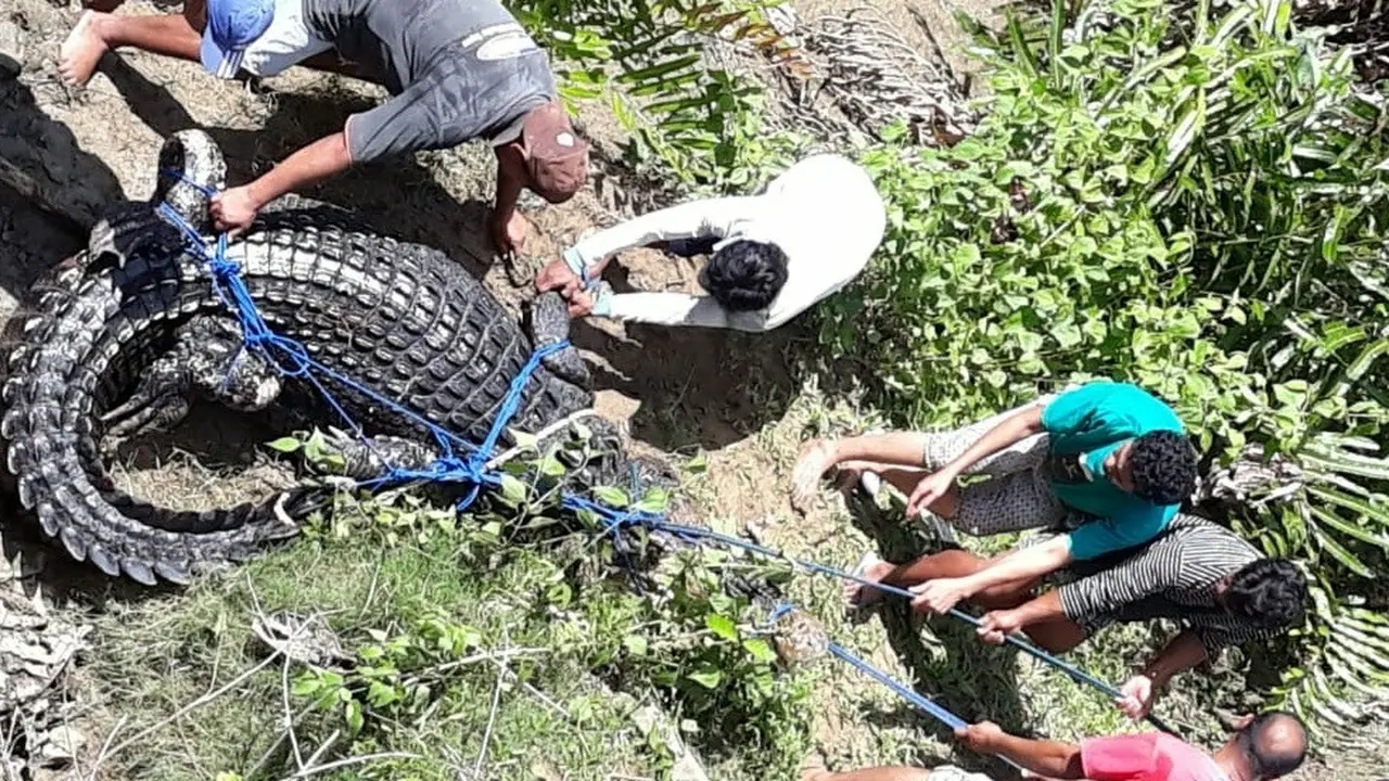 Buaya liar yang berhasil diamankan warga di Kabupaten Muna, Senin (30/12/2019).(Liputan6.com/Ahmad Akbar Fua)