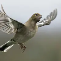 Ilustrasi Burung Credit: unsplash.com/Jan