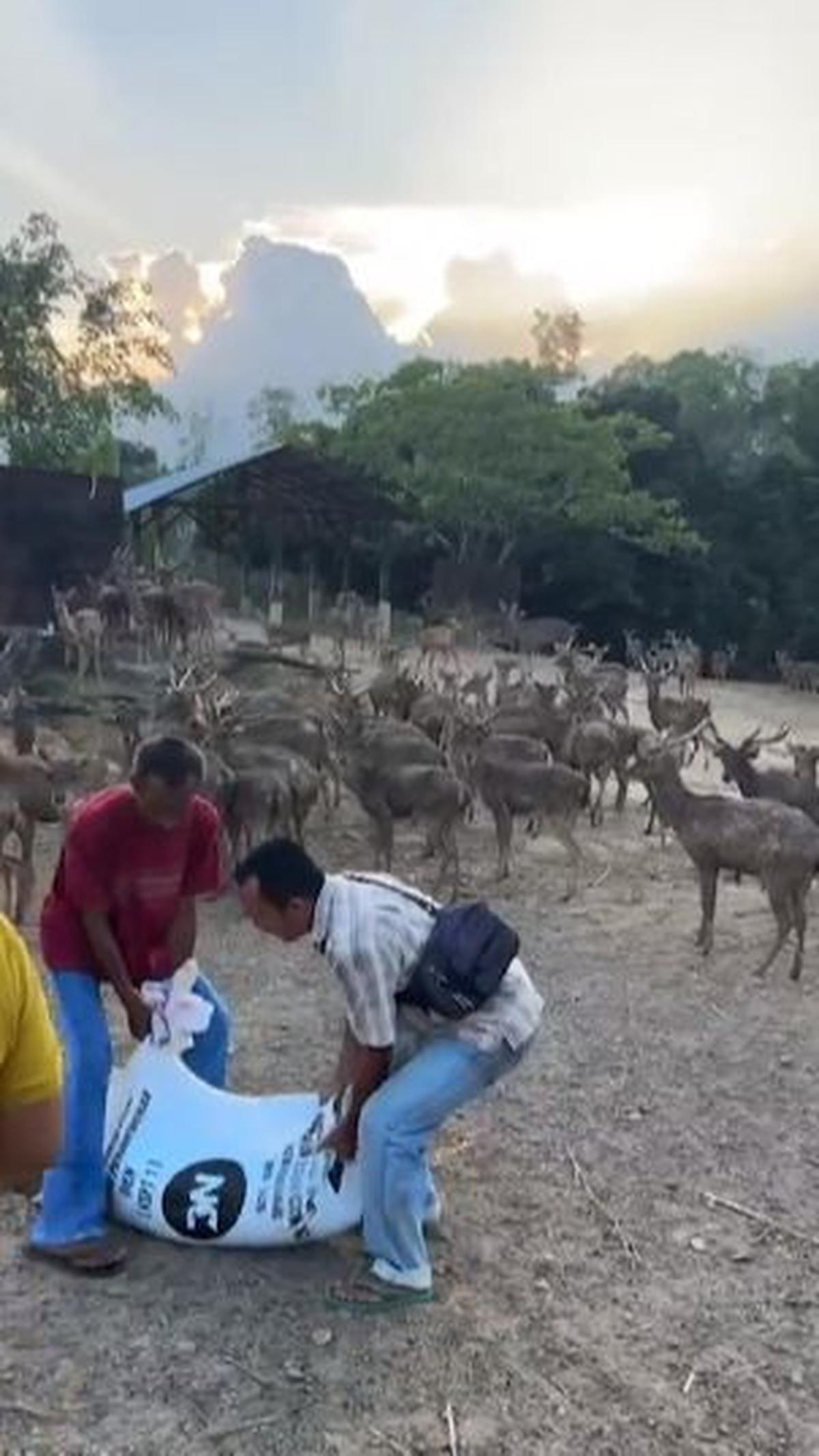 Tonton Rusa Diberi Makan