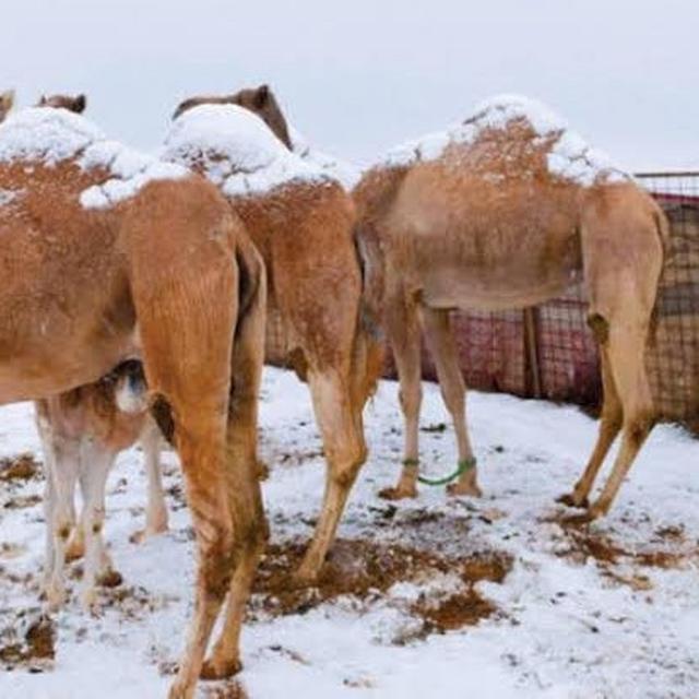 Terkenal Panas Ini 7 Potret Langka Arab Saudi Ditutupi Salju Tebal Hot Liputan6 Com