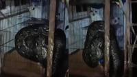 Ular Besar Masuk ke Dalam Kucing saat Banjir, Keselamatan Anabul Bikin Warganet Khawatir (sumber: mStar)
