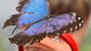 Seorang anak melihat kupu-kupu melalui kaca pembesar di Museum Sejarah Alam di London, Inggris (30/3). Ratusan kupu-kupu tropis dipamerkan dalam acara Sensasional Butterflies. (AP Photo / Frank Augstein)