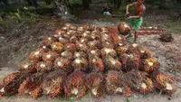 6,8 Juta Ha Kebun Sawit Rakyat Simpan Potensi Besar