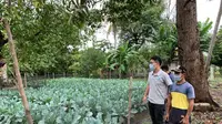 Melalui bantuan Taiwan Technical Mission (TTM), para petani berhasil menanam tanaman hortikultura berkualitas tinggi seperti sayuran tomat kecil, okra dan jambu biji (TETO)