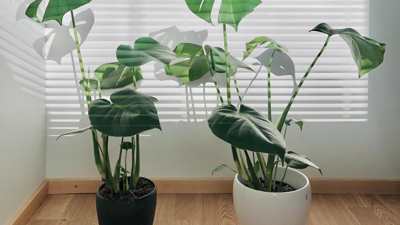 Mini Monstera