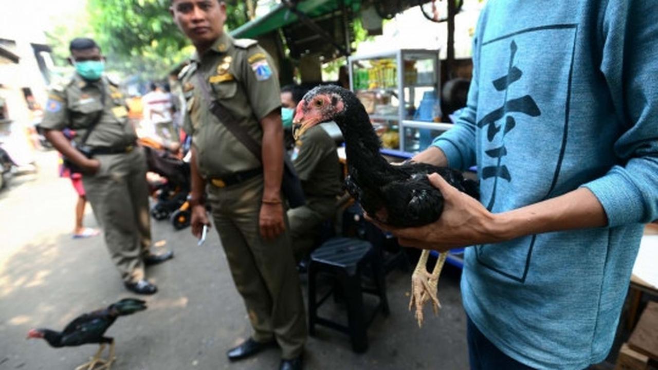Antisipasi flu burung, kandang unggas di bantaran Ciliwung dibongkar