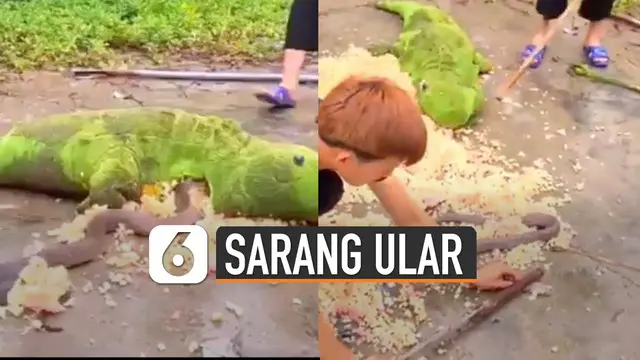 VIDEO: Serem, Boneka Besar Jadi Sarang Ular